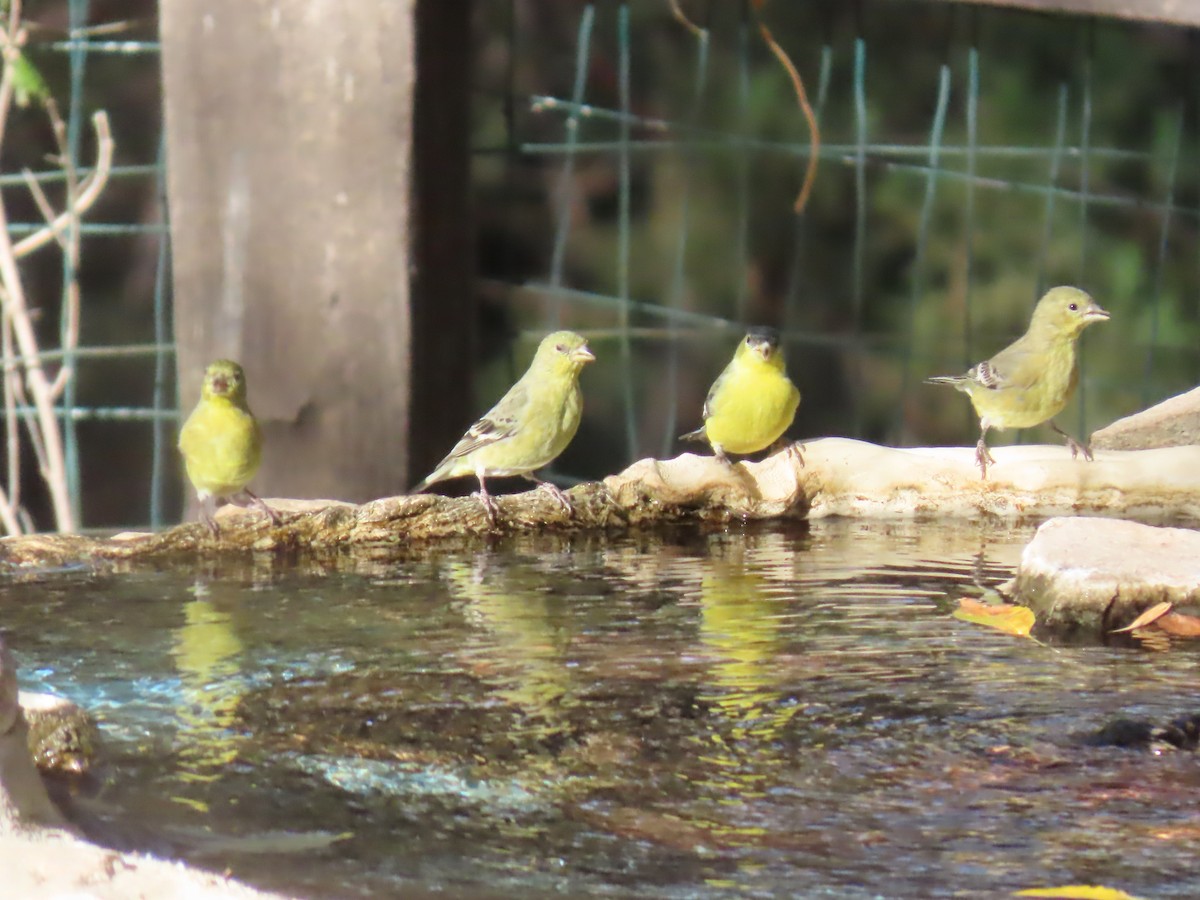 Sarı-Siyah İskete - ML646729780