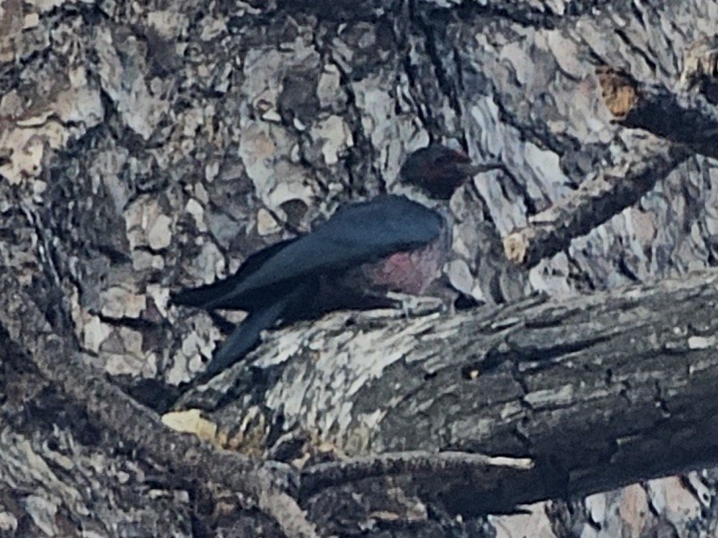 Lewis's Woodpecker - ML646729792