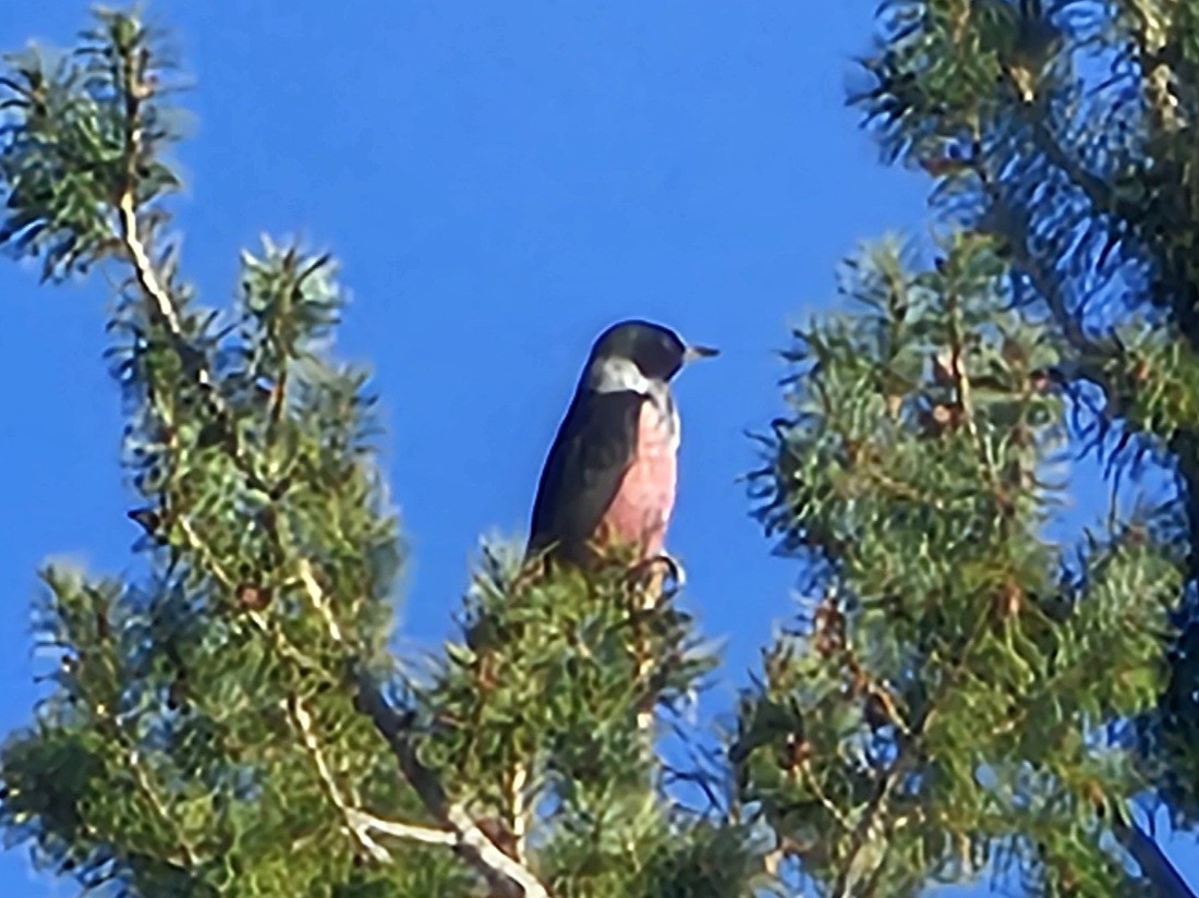 Lewis's Woodpecker - ML646729793