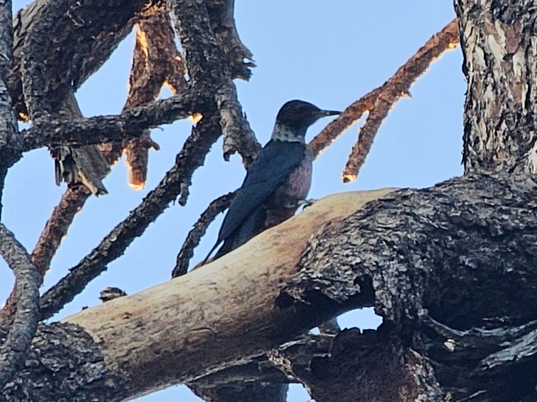 Lewis's Woodpecker - ML646729794