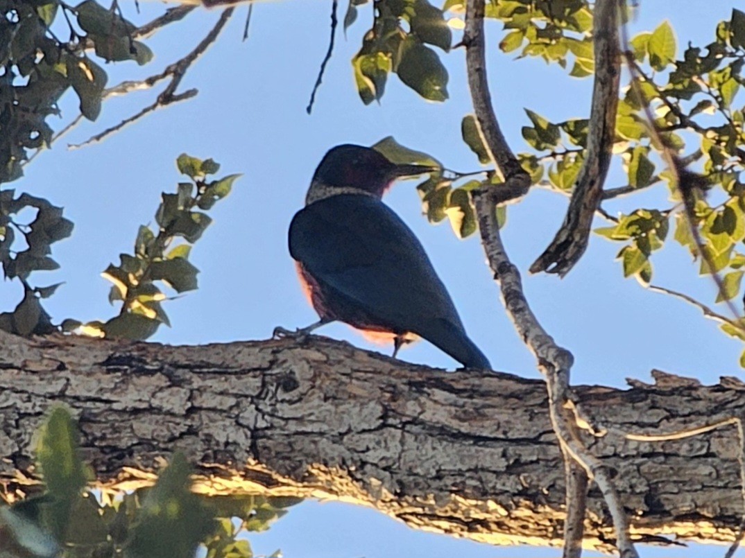 Lewis's Woodpecker - ML646729795