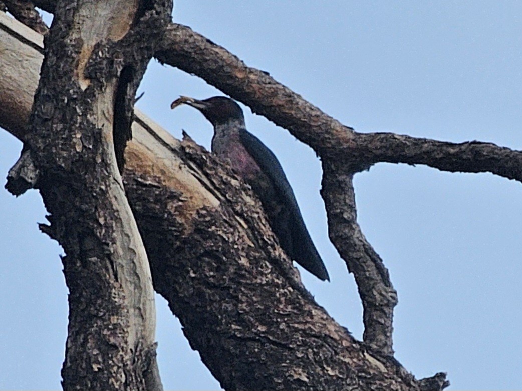 Lewis's Woodpecker - ML646729796
