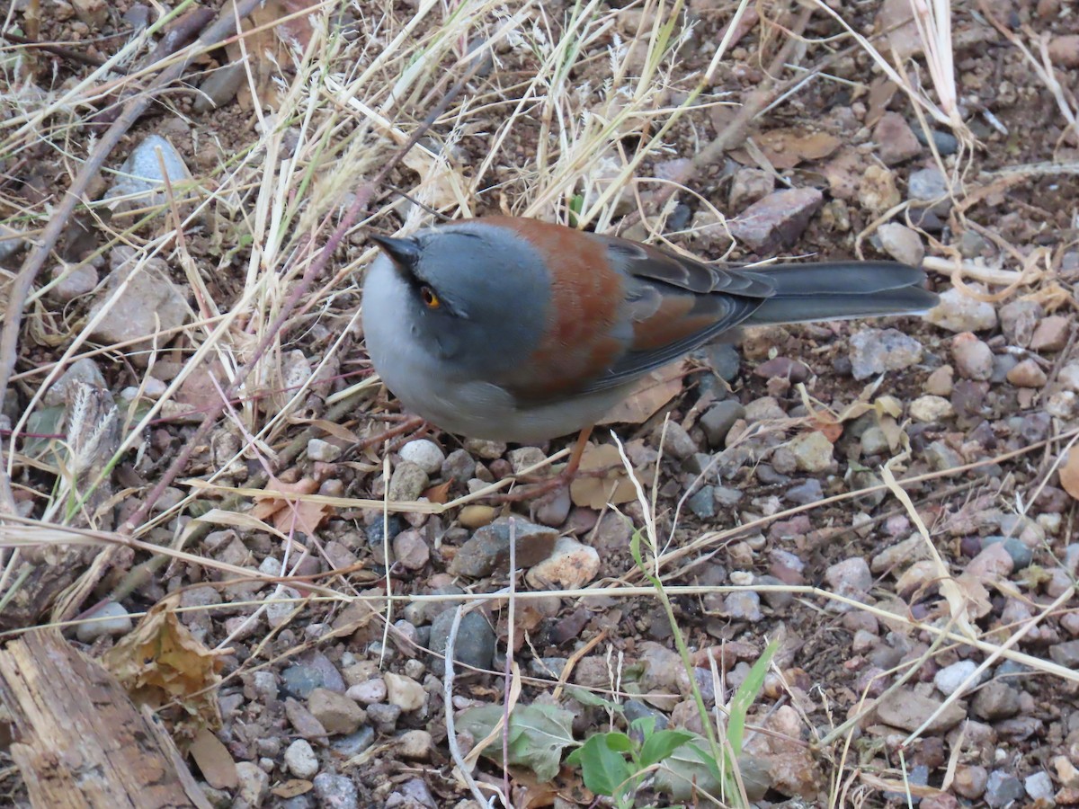 Sarı Gözlü Junko - ML646729798