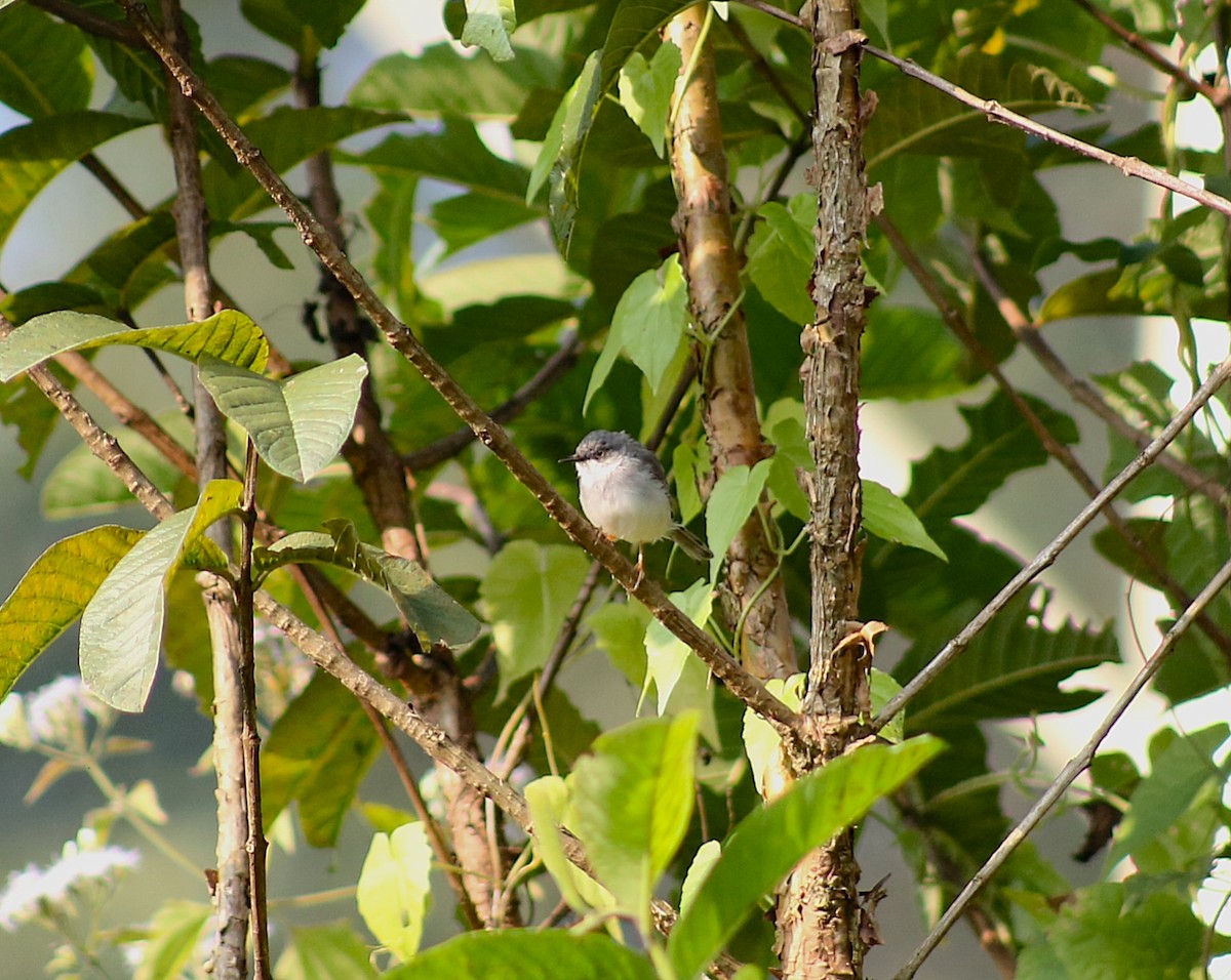 Hodgson Prinyası - ML646729799