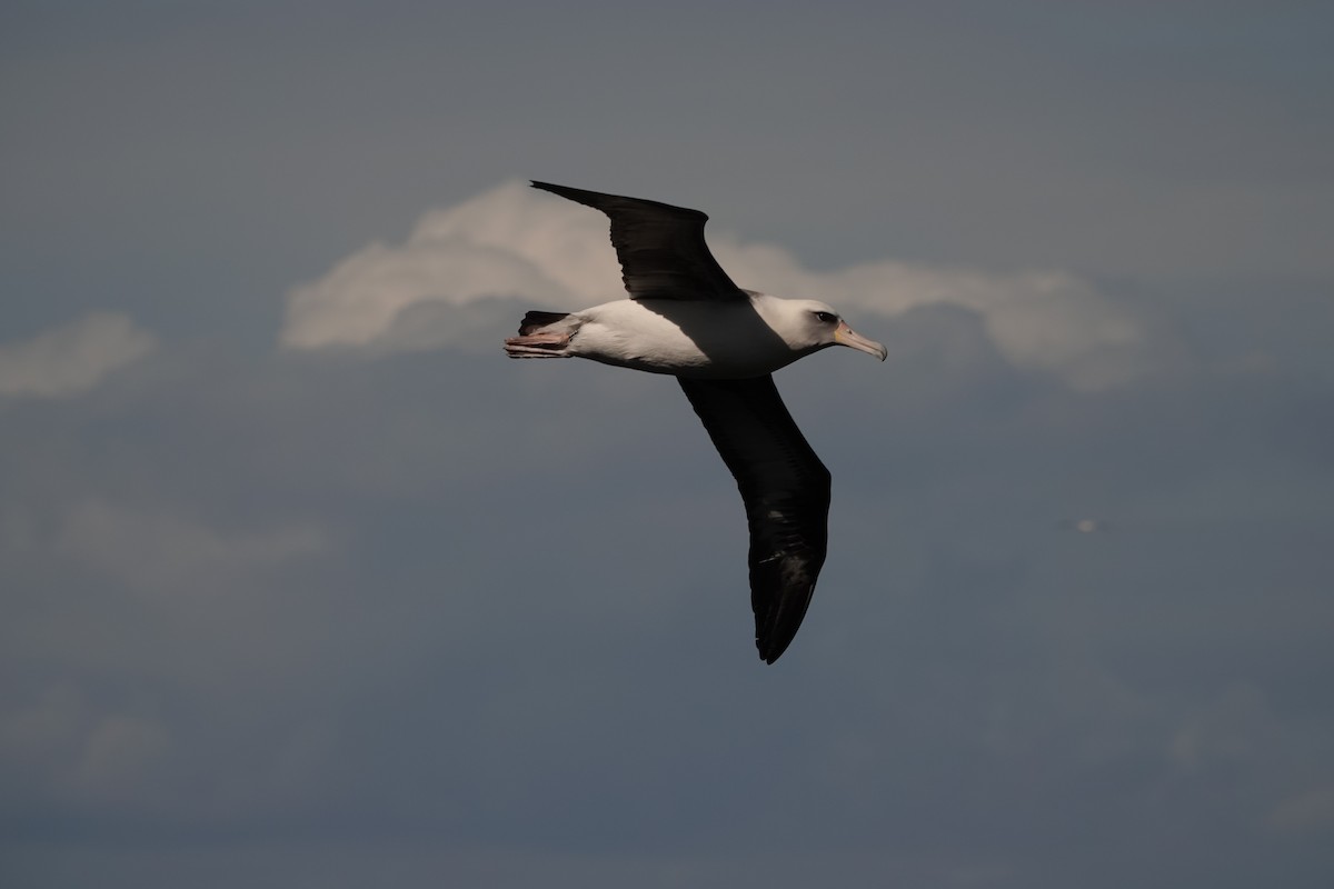 Альбатрос гавайський - ML646729801