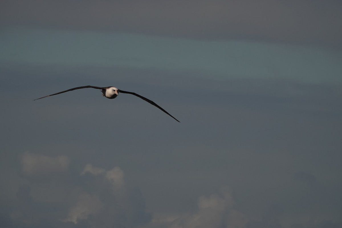 Альбатрос гавайський - ML646729802