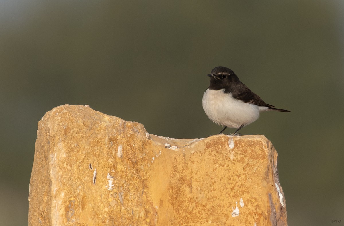 Buztanzuri zuri-beltza - ML646729803