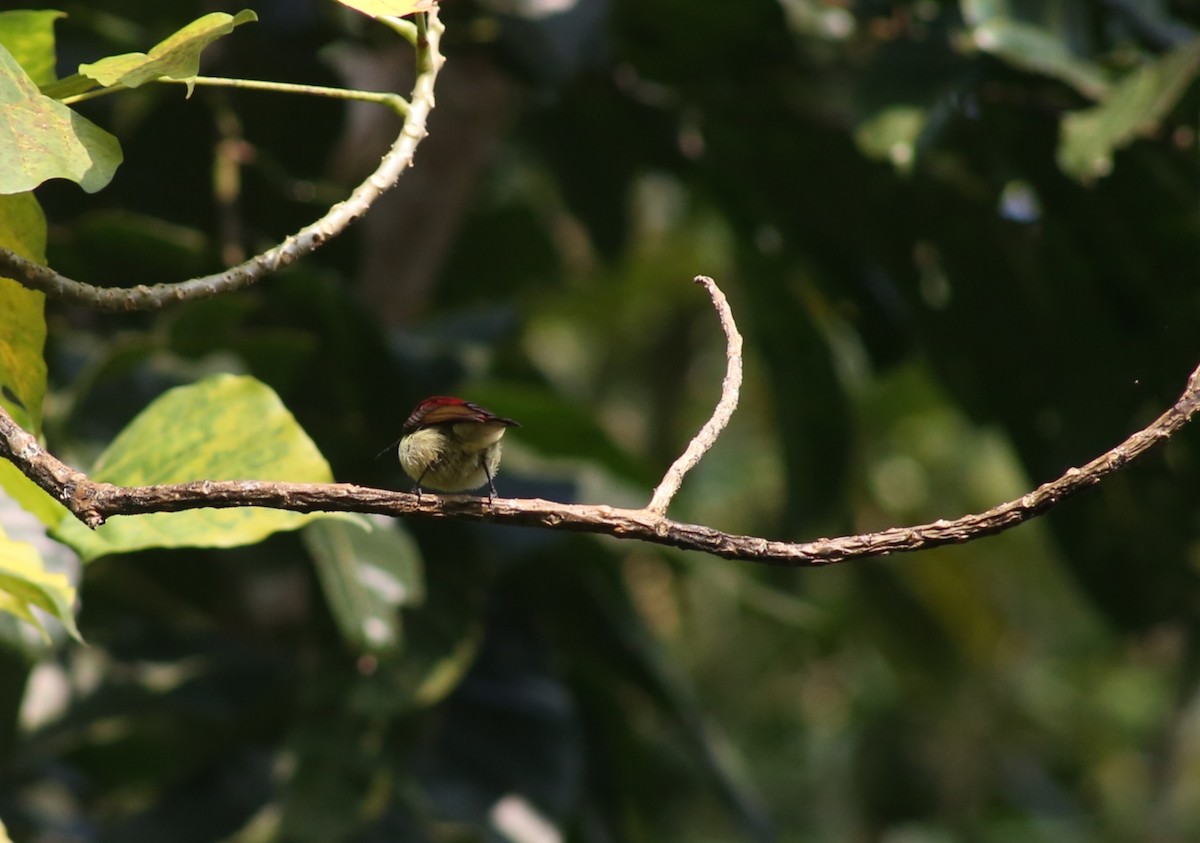 Al Sırtlı Nektarkuşu - ML646729804