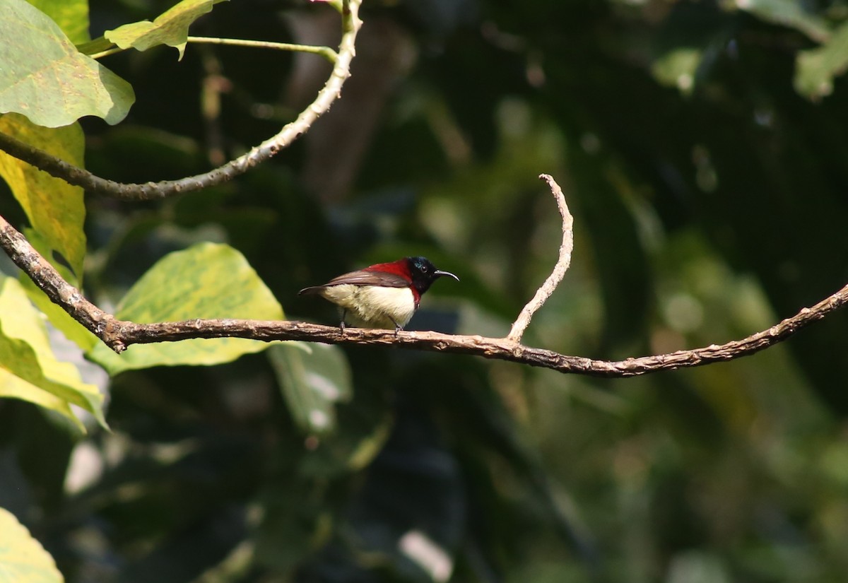 Al Sırtlı Nektarkuşu - ML646729805