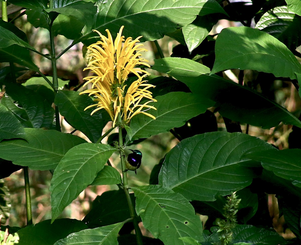 Al Sırtlı Nektarkuşu - ML646729806