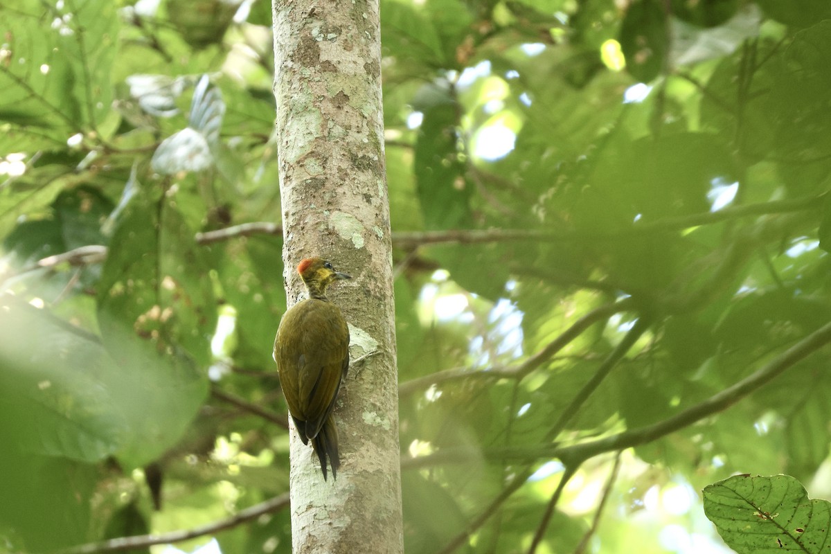 paprikaspett - ML646729808