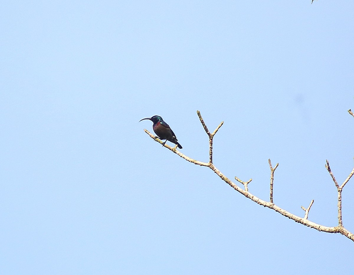 Loten Nektarkuşu - ML646729810