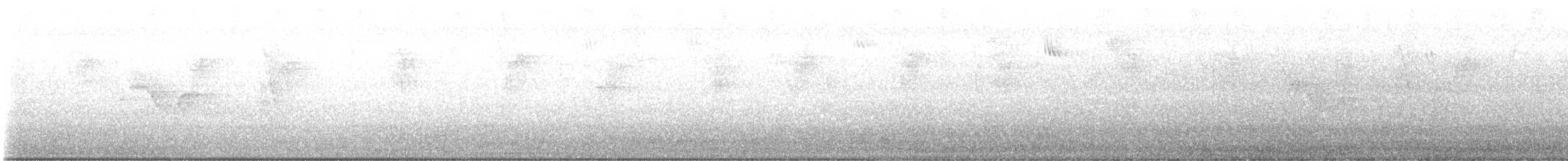 skjellbrystkolibri (cuvierii gr.) - ML646729811