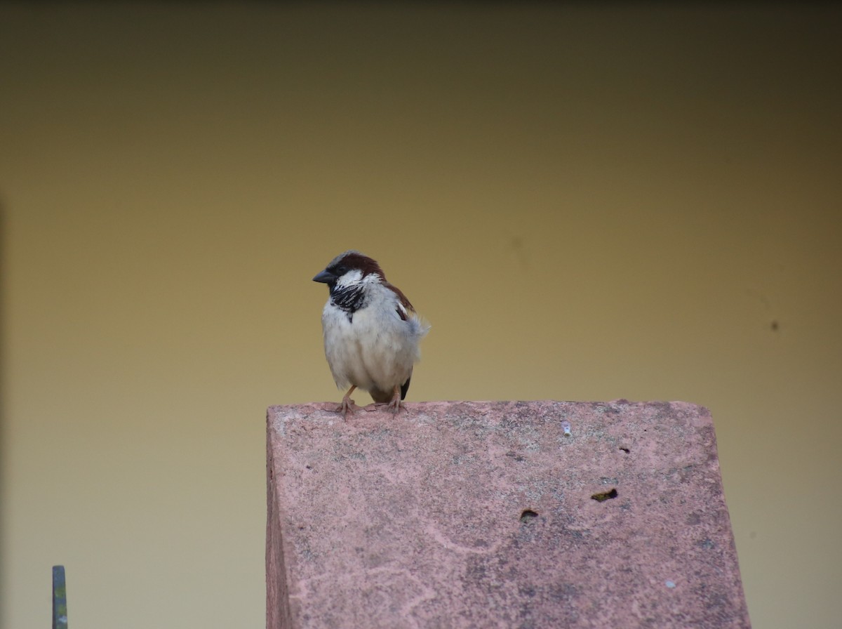 Serçe - ML646729814