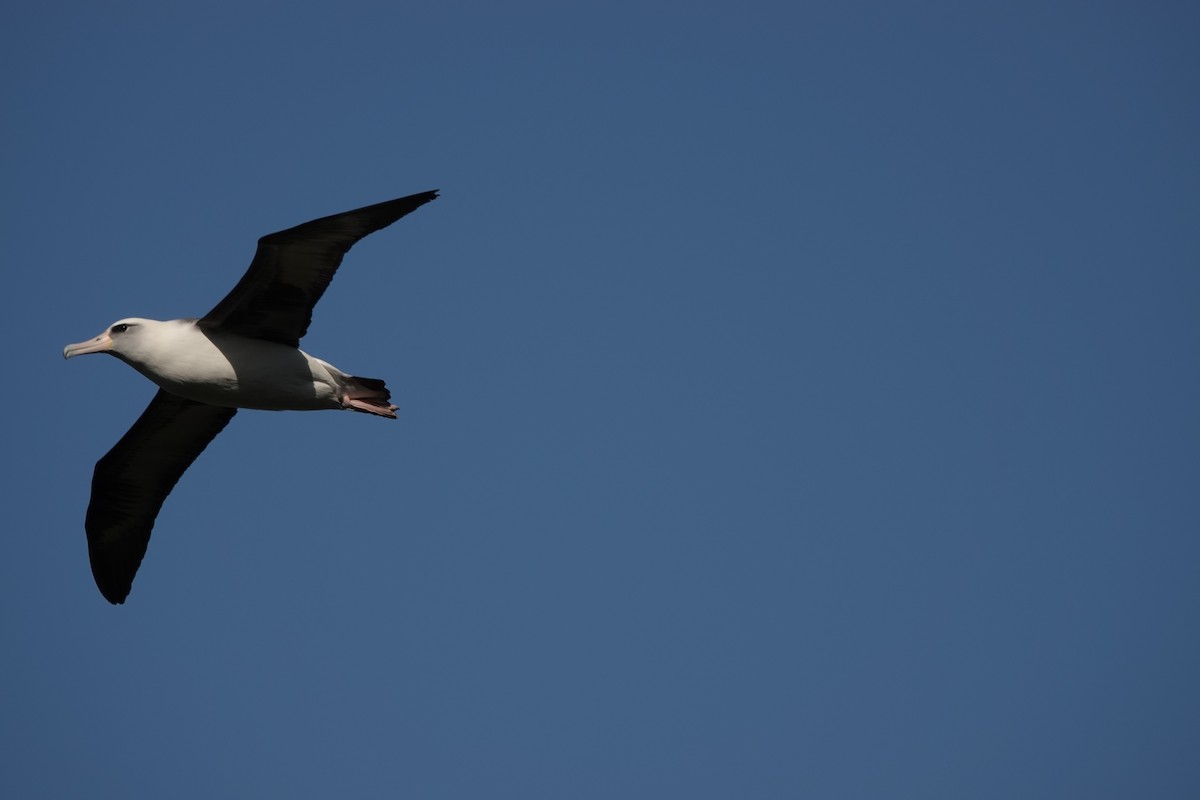 Альбатрос гавайський - ML646729816