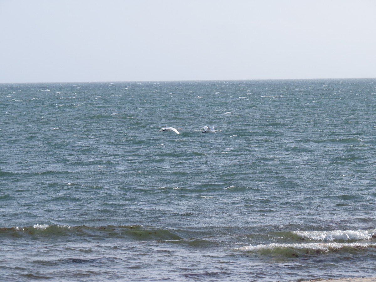 Лебідь-шипун - ML646729826