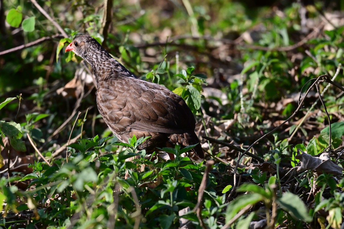 Schuppenfrankolin - ML646729828