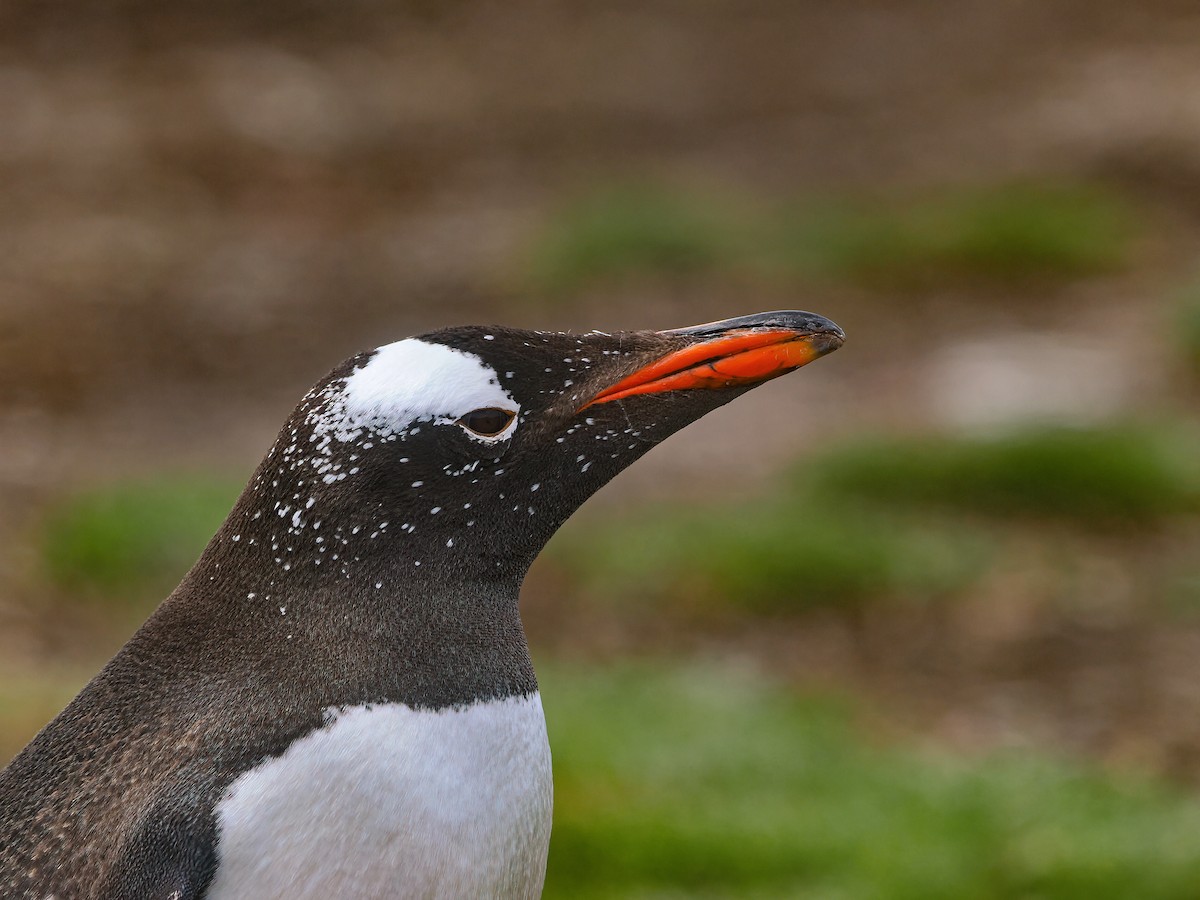 Eselspinguin - ML646729829