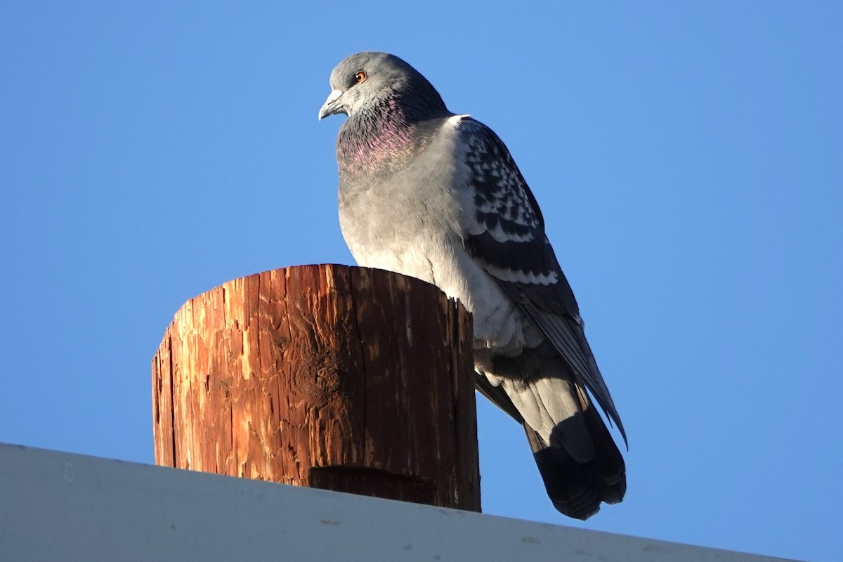 Felsentaube (Straßentaube) - ML646729830