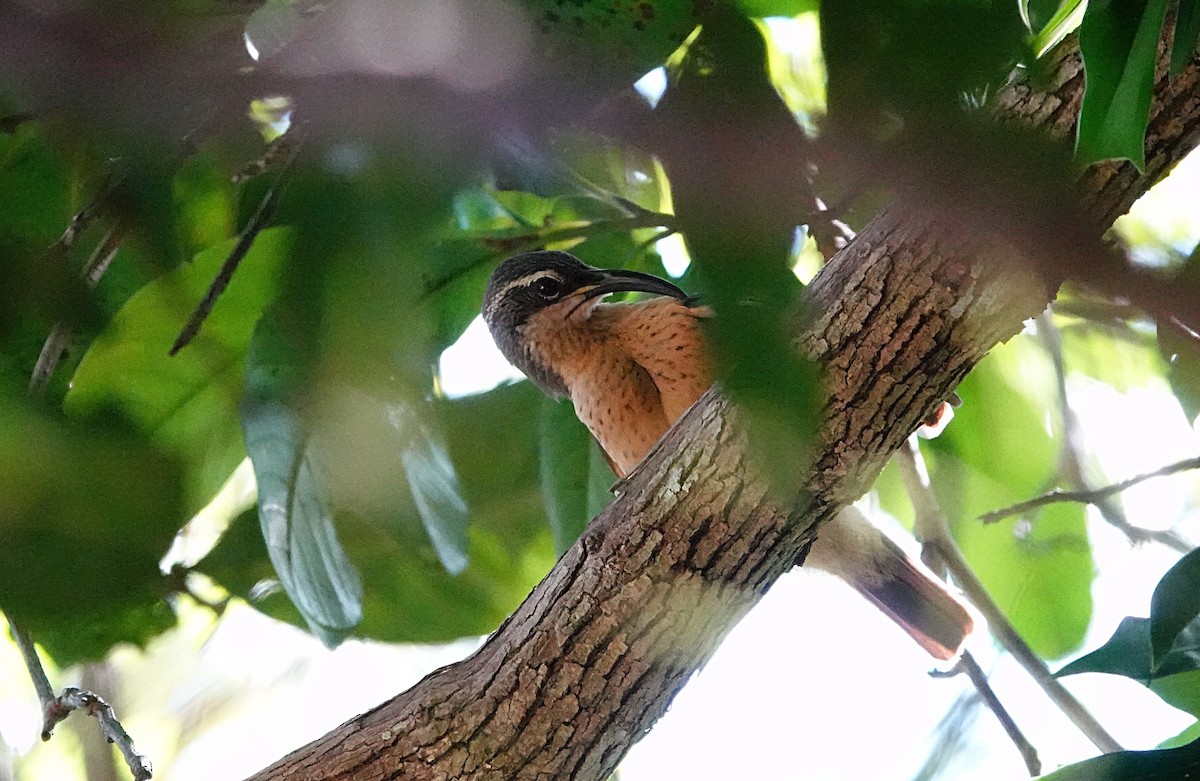 Cırlak Karatüfek - ML646729831