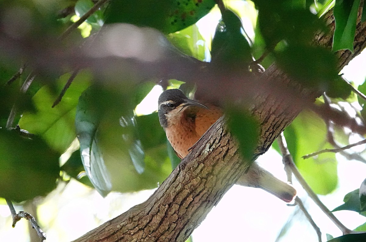 Cırlak Karatüfek - ML646729832