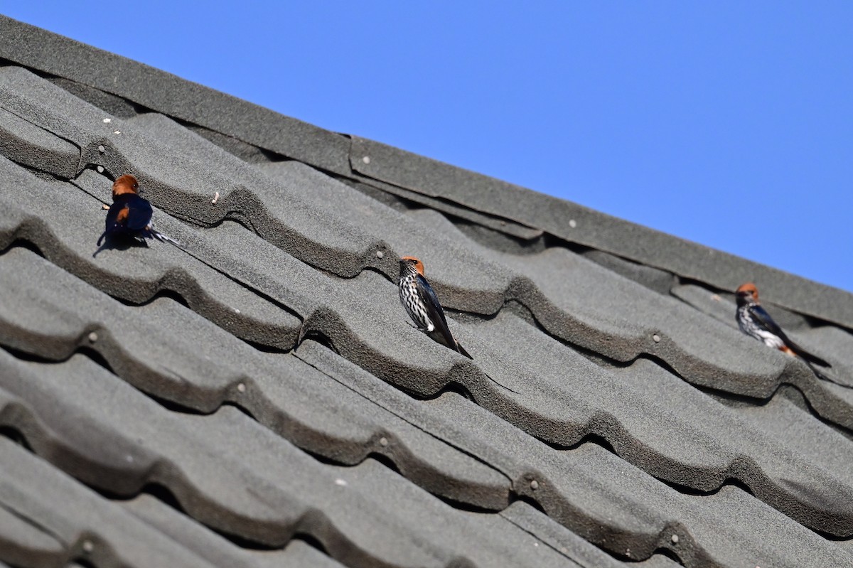 Zwergrötelschwalbe - ML646729833