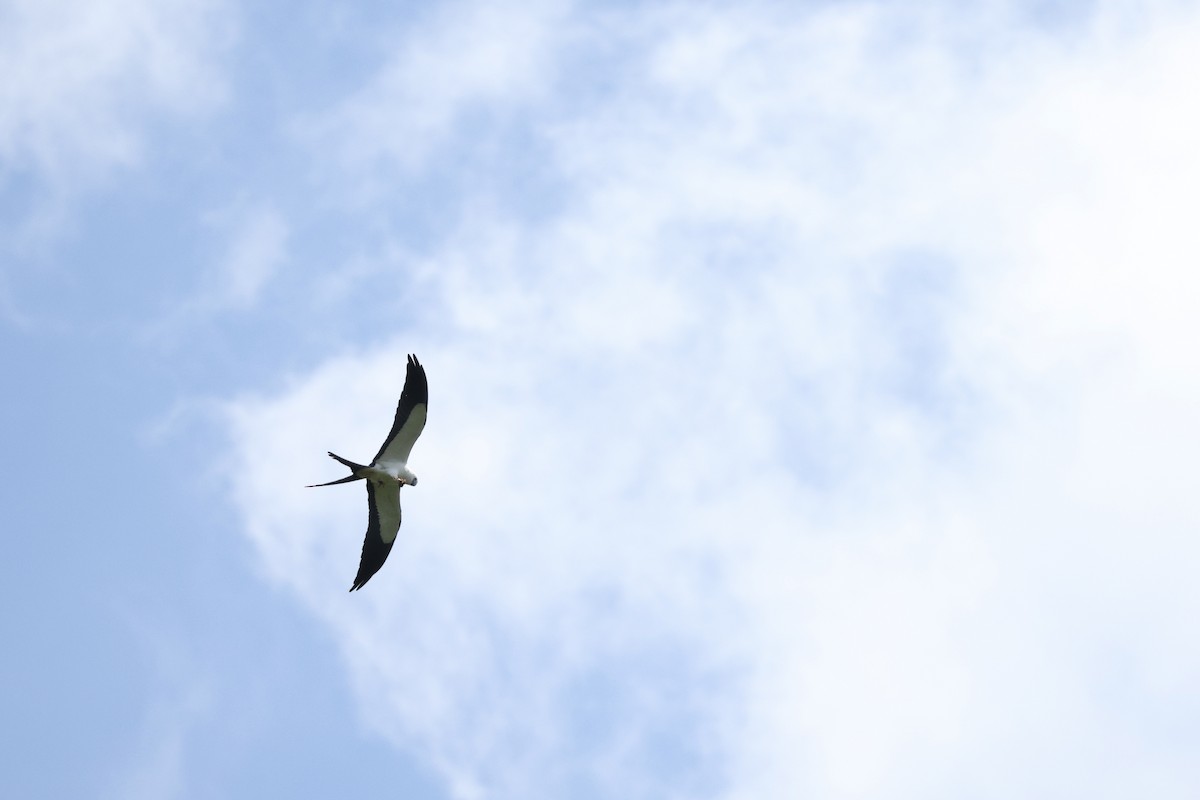 svaleglente - ML646729834