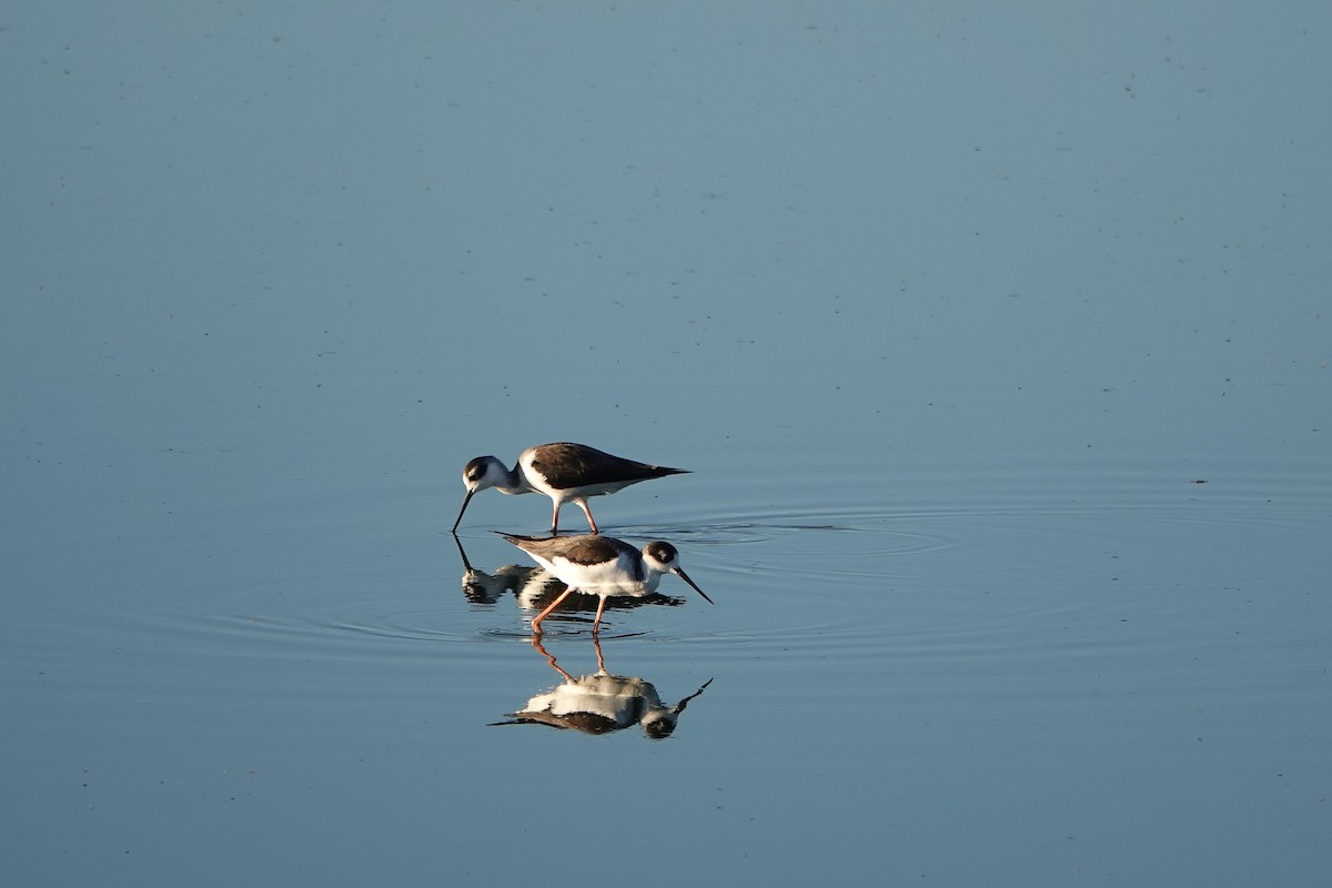 Schwarznacken-Stelzenläufer - ML646729835