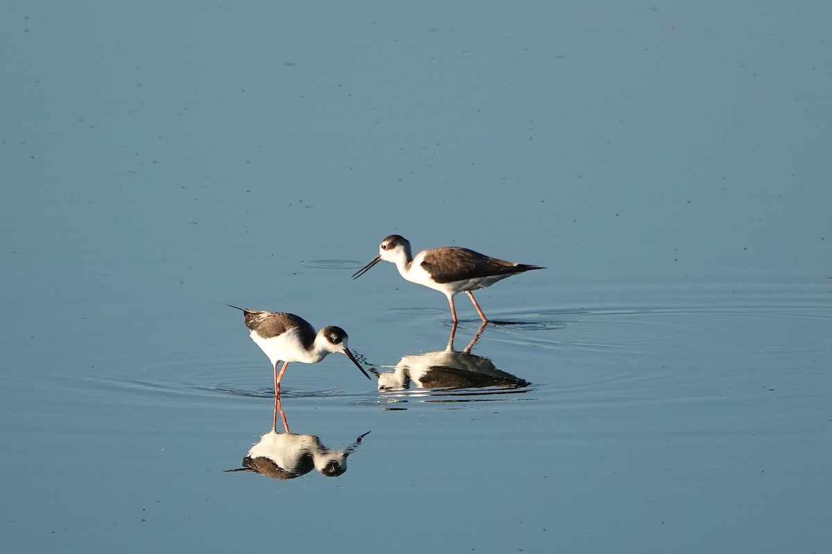 Schwarznacken-Stelzenläufer - ML646729836