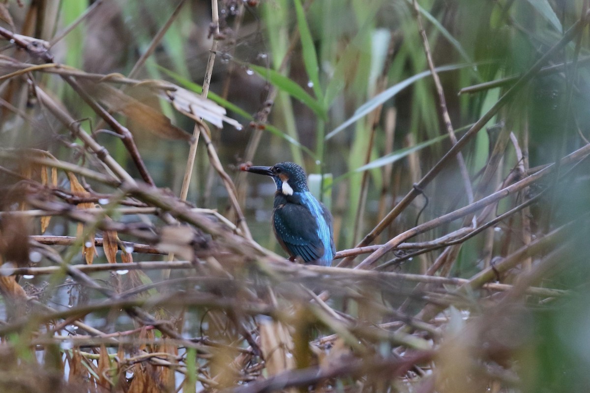 Common Kingfisher - ML646729841