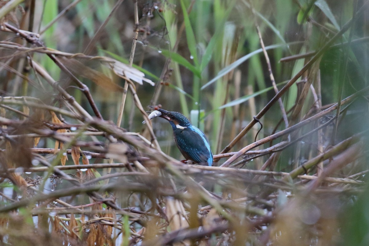 Common Kingfisher - ML646729843