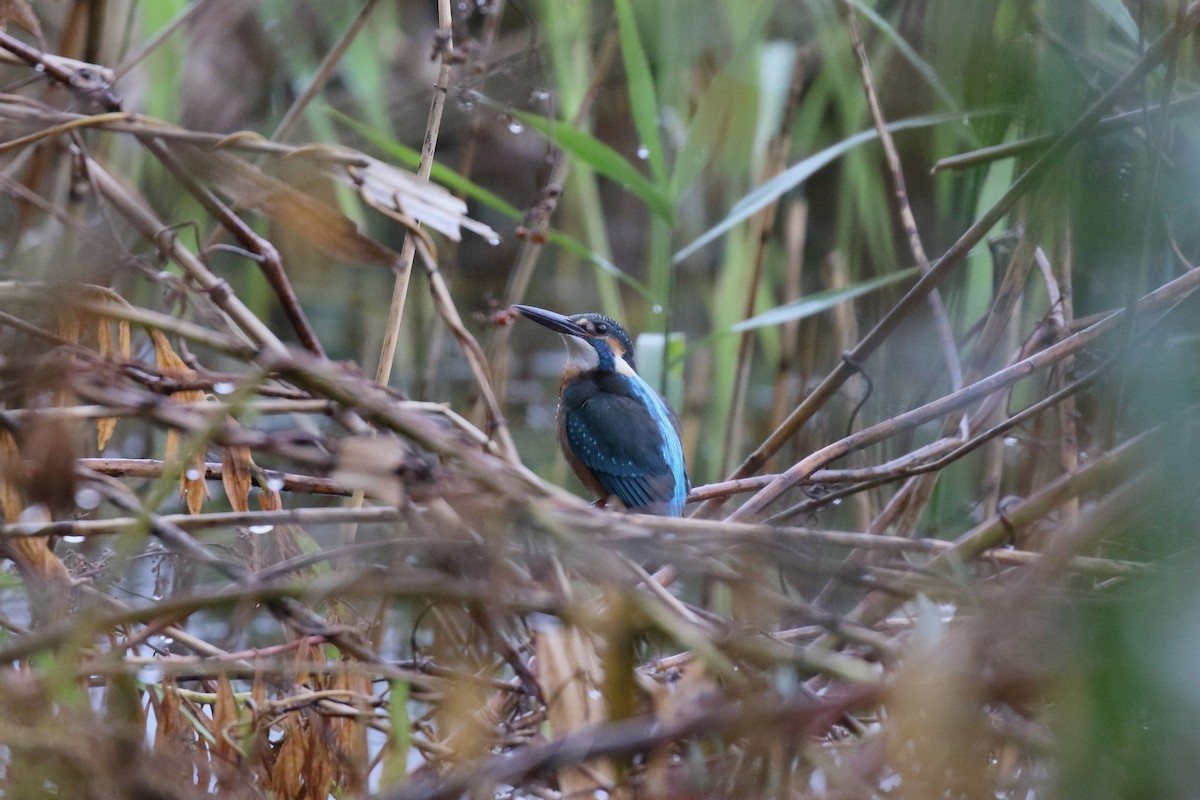 Common Kingfisher - ML646729844