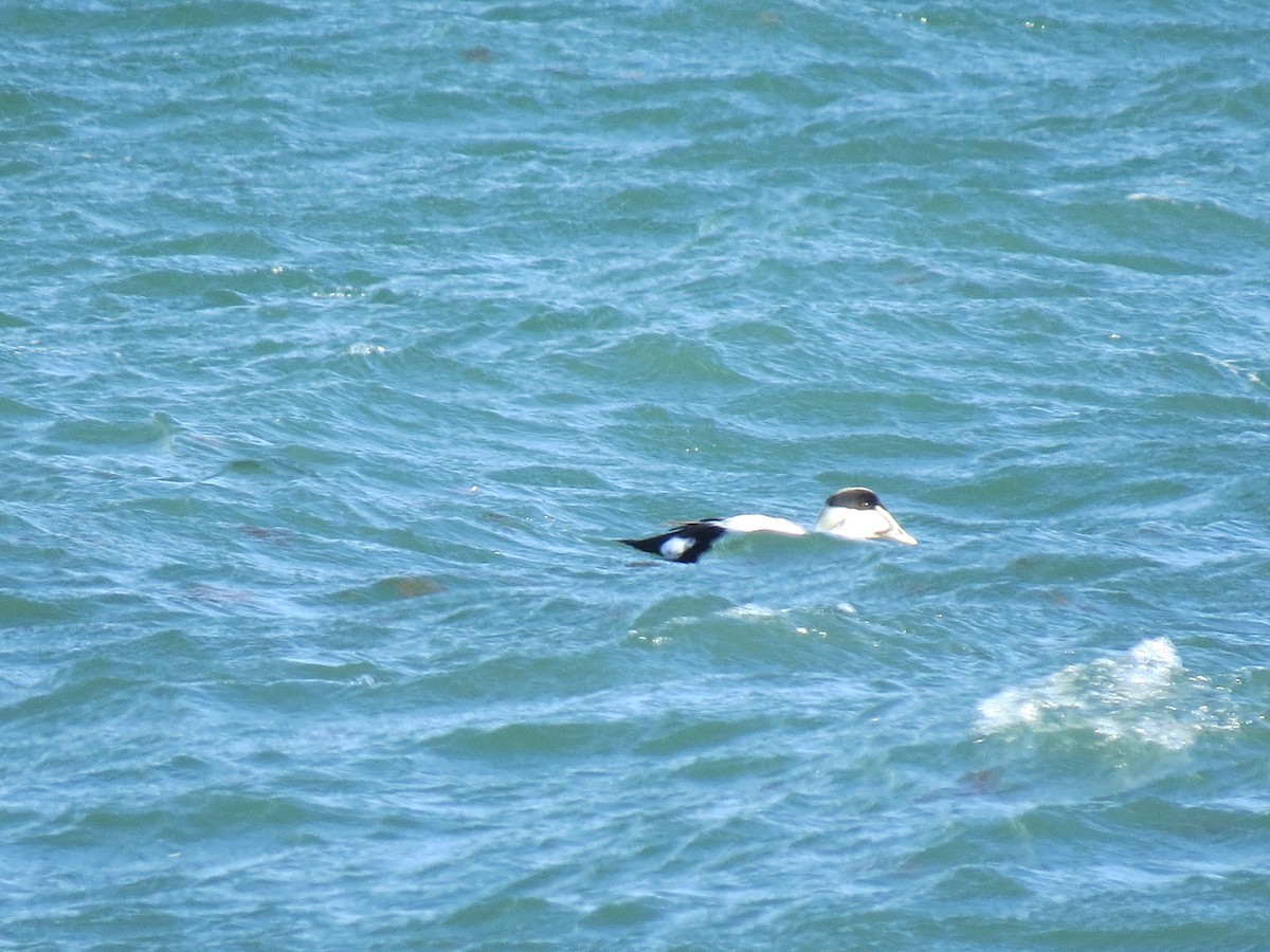 Eiderente (dresseri) - ML646729847