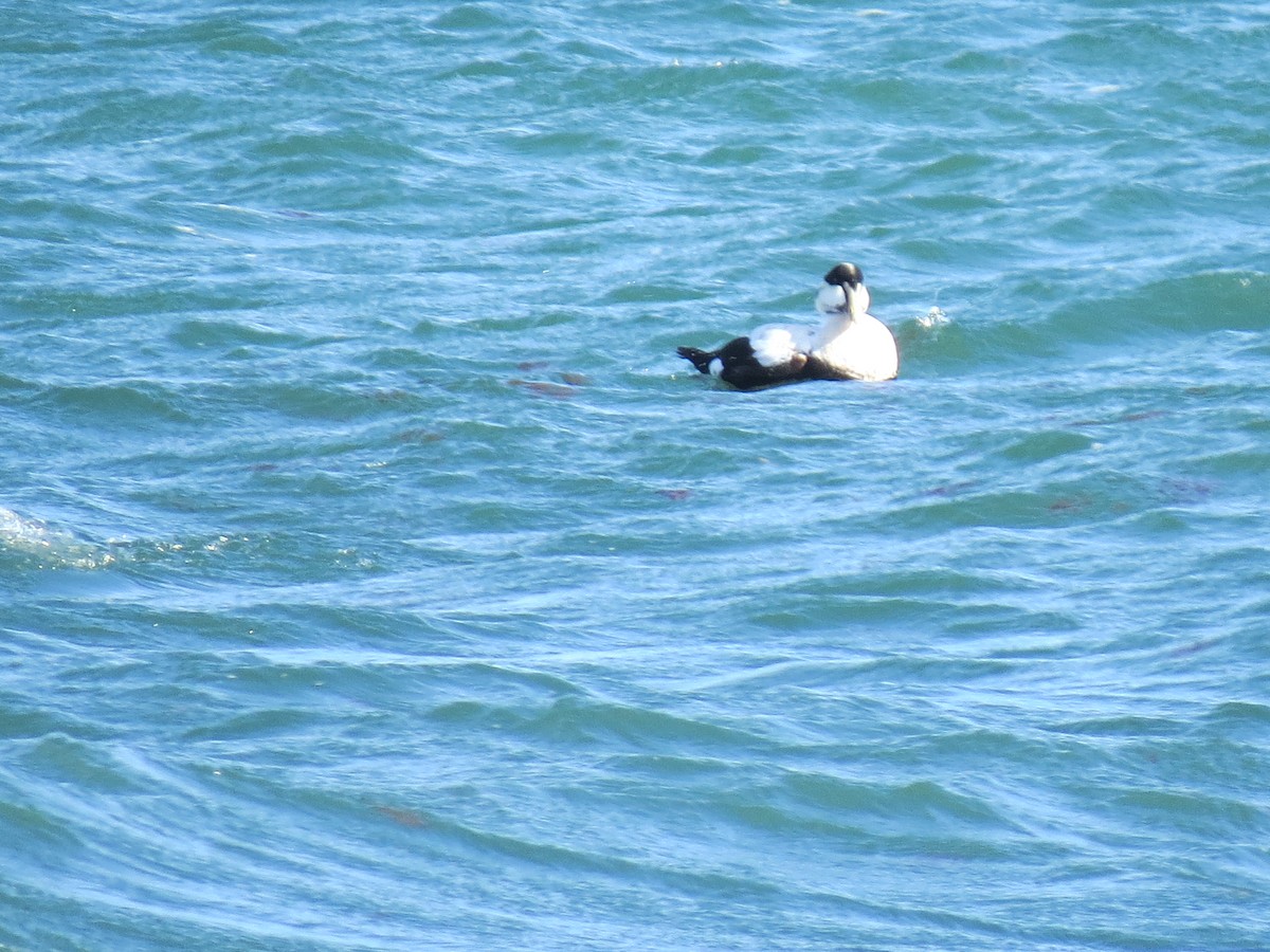 Eiderente (dresseri) - ML646729848