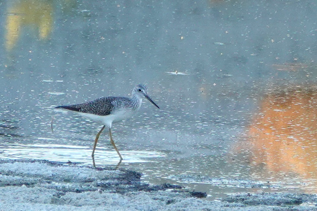 Tüpfelgelbschenkel - ML646729849