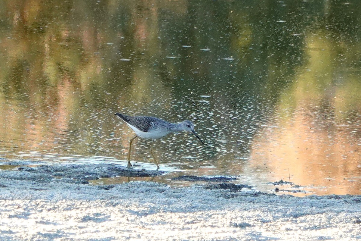 Tüpfelgelbschenkel - ML646729850