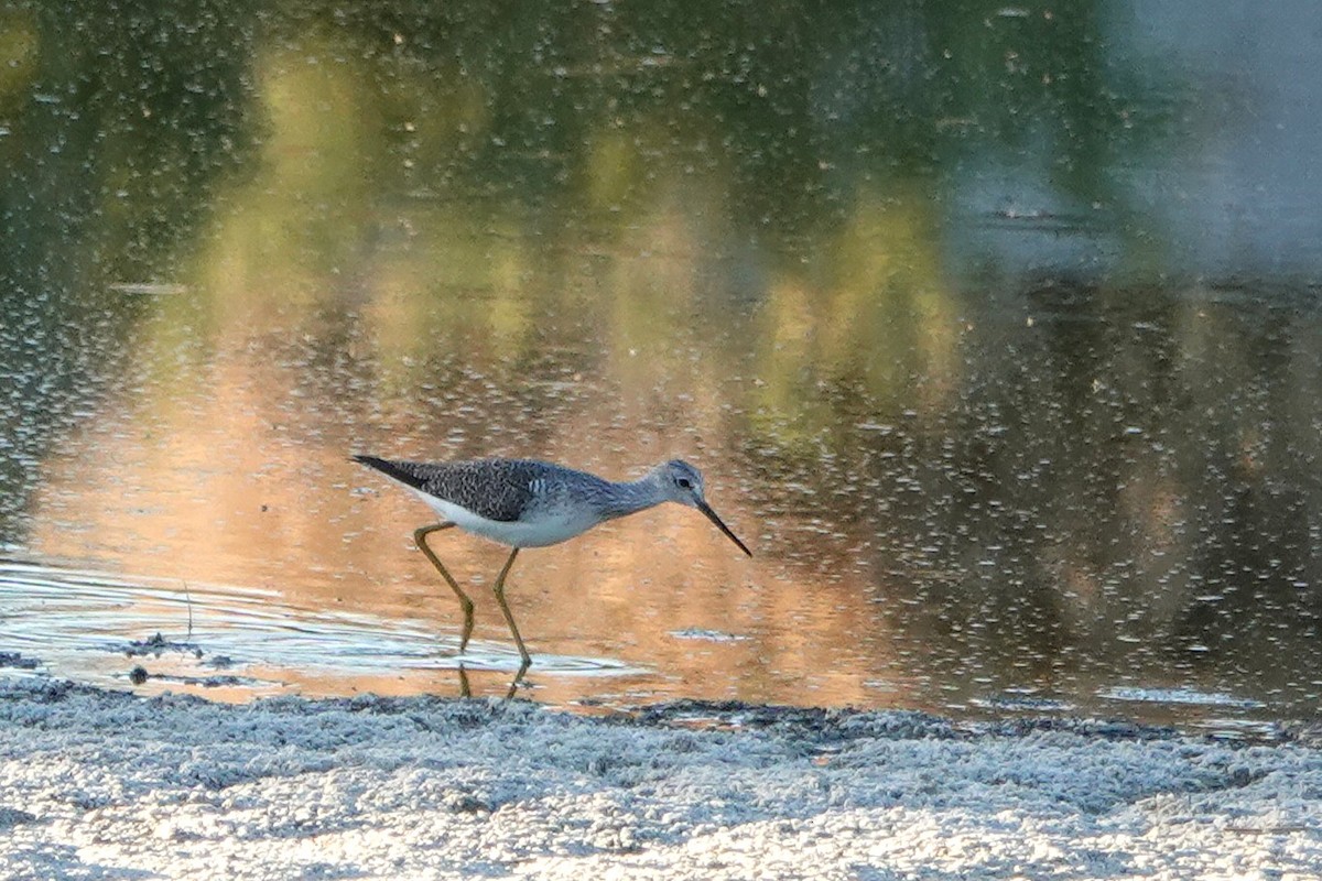 Tüpfelgelbschenkel - ML646729851