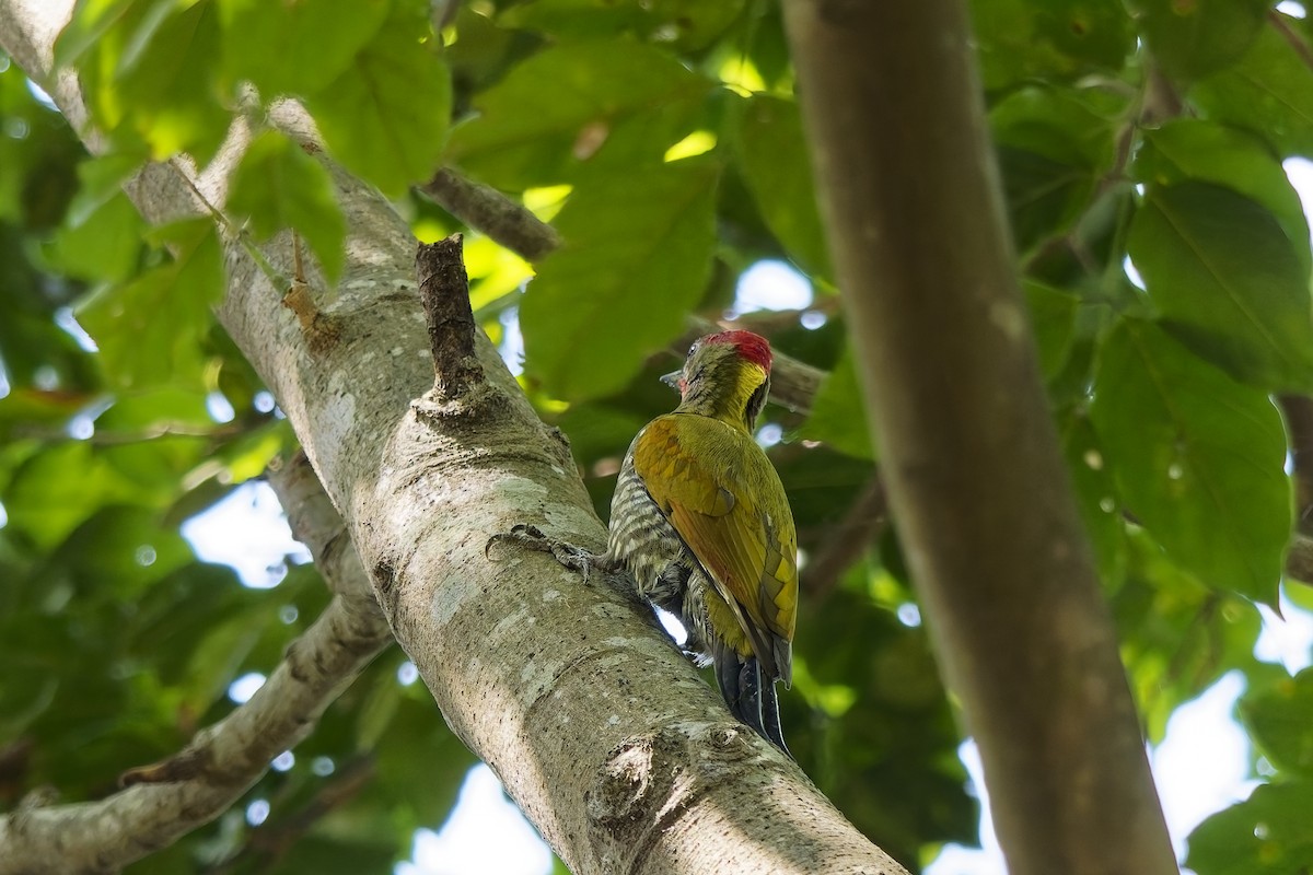 Жовна мала - ML646729852