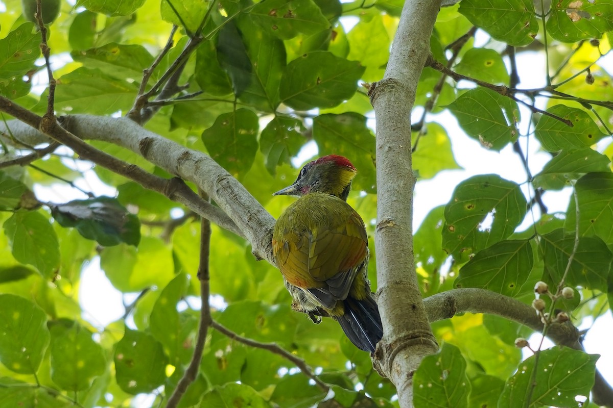 Жовна мала - ML646729853