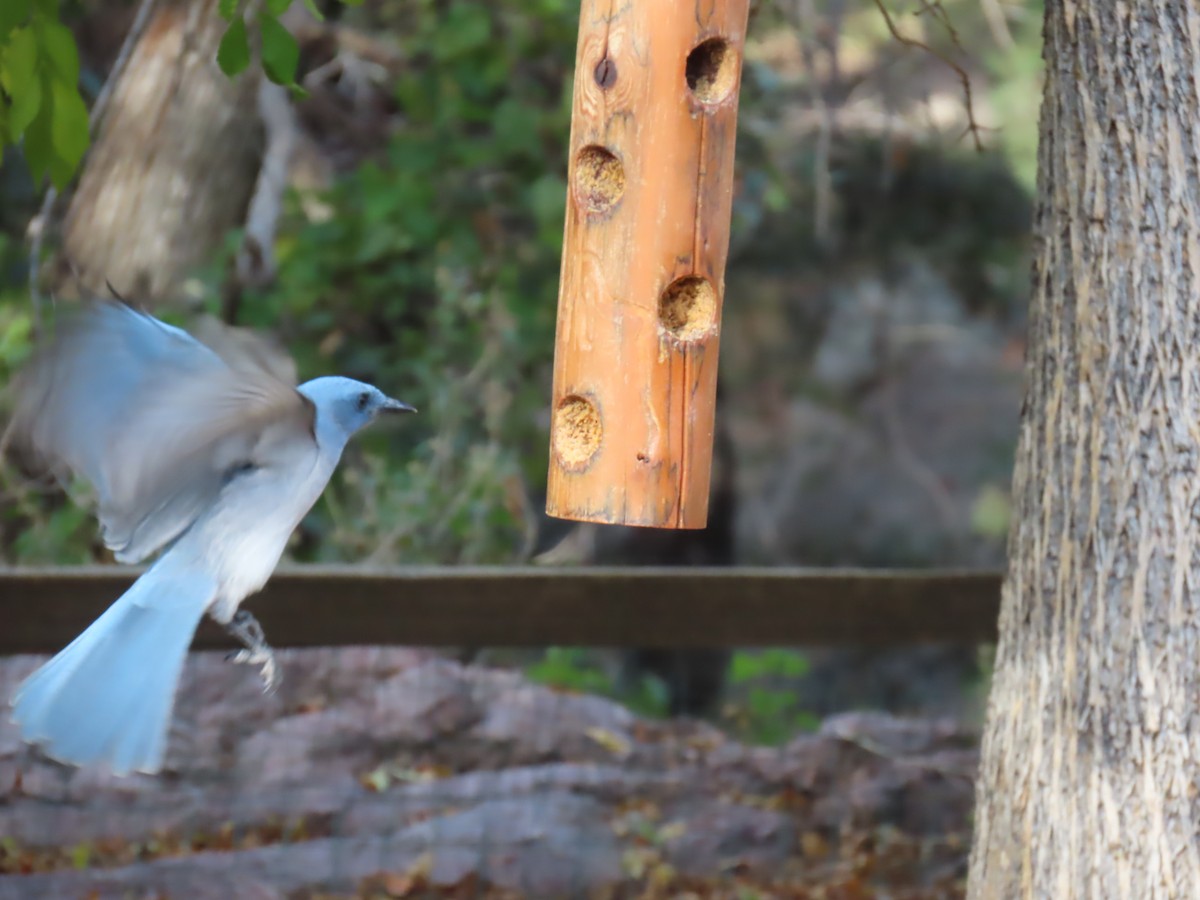 Meksika Kargası [wollweberi grubu] - ML646729854