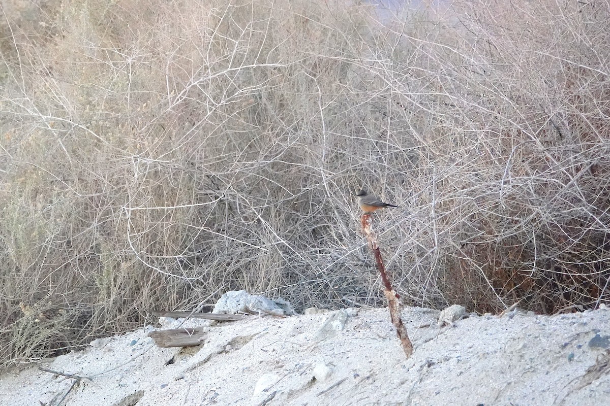 Zimtbauch-Phoebetyrann - ML646729855