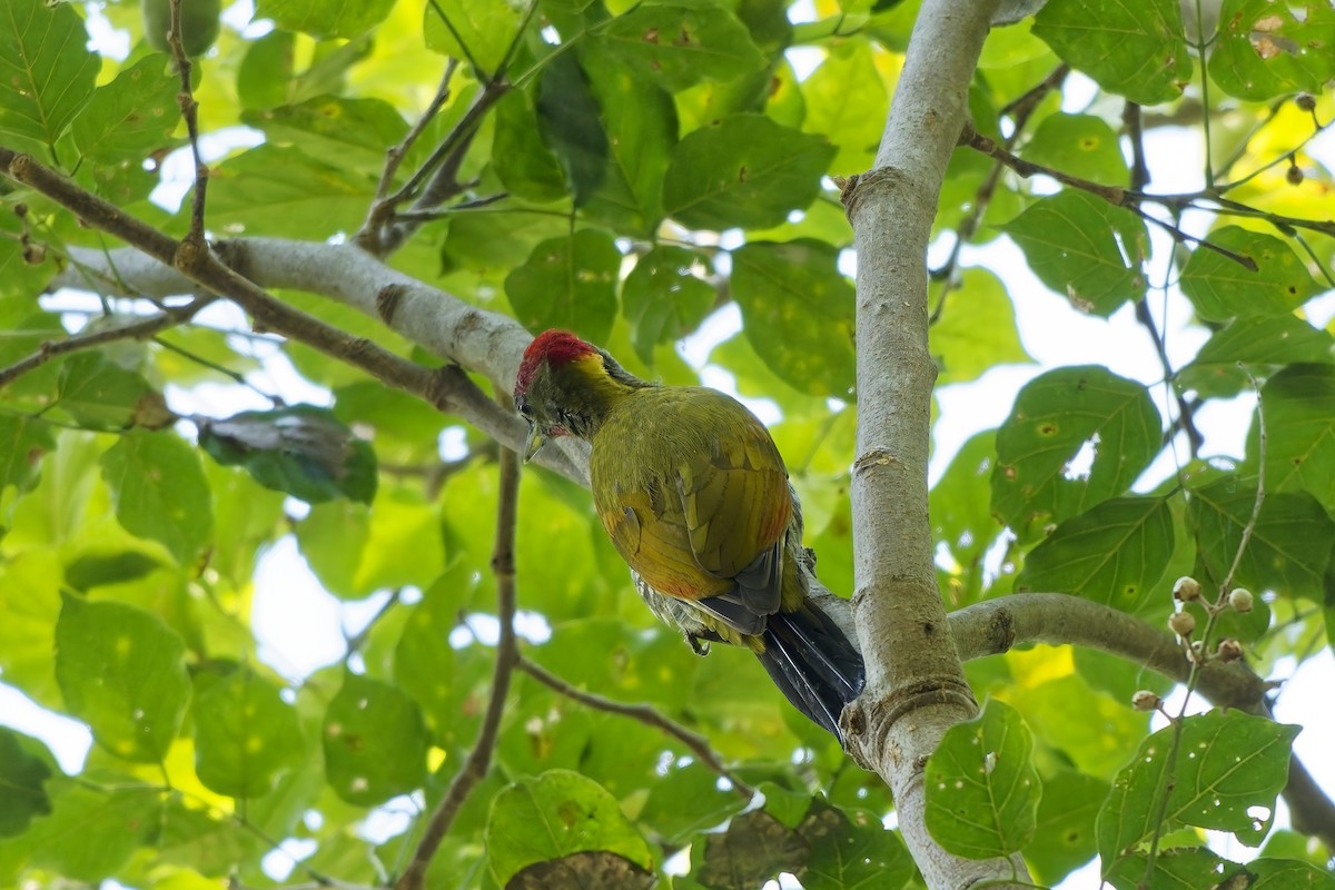 Жовна мала - ML646729856