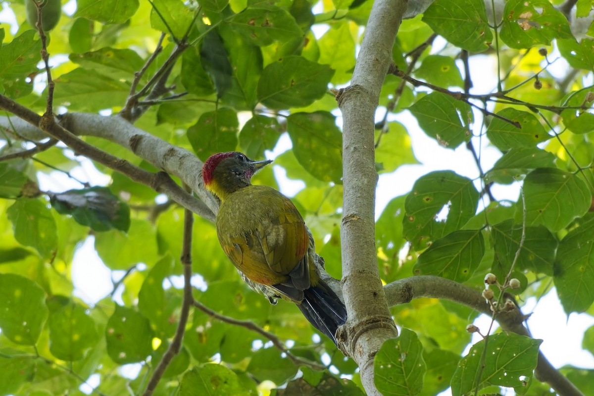 Жовна мала - ML646729857