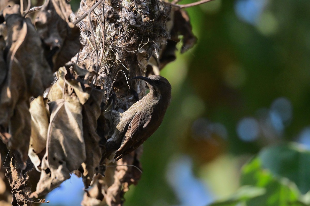 Rotbrust-Glanzköpfchen - ML646729858