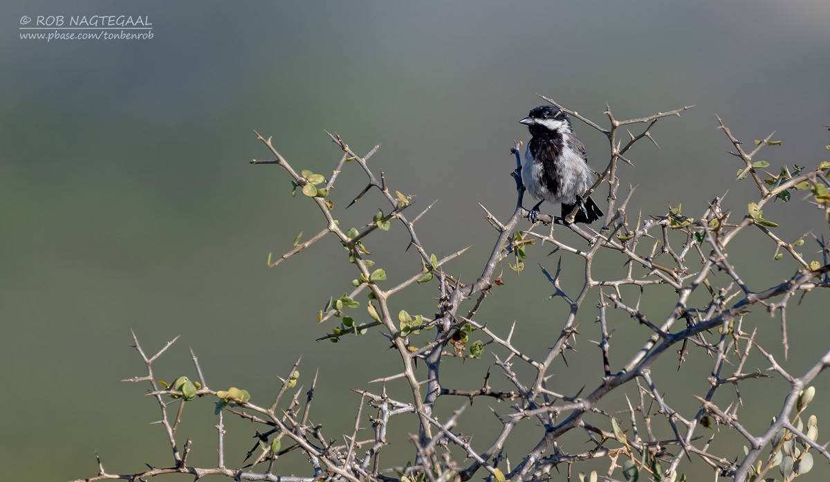 Kaprußmeise - ML646729859