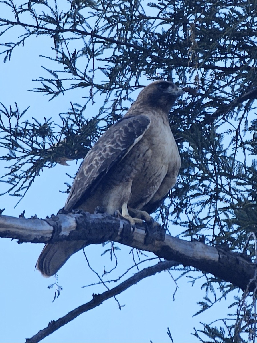 Red-tailed Hawk - ML646729860