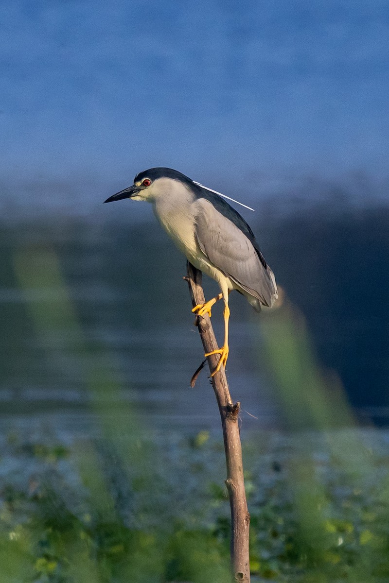 Nachtreiher - ML646729867