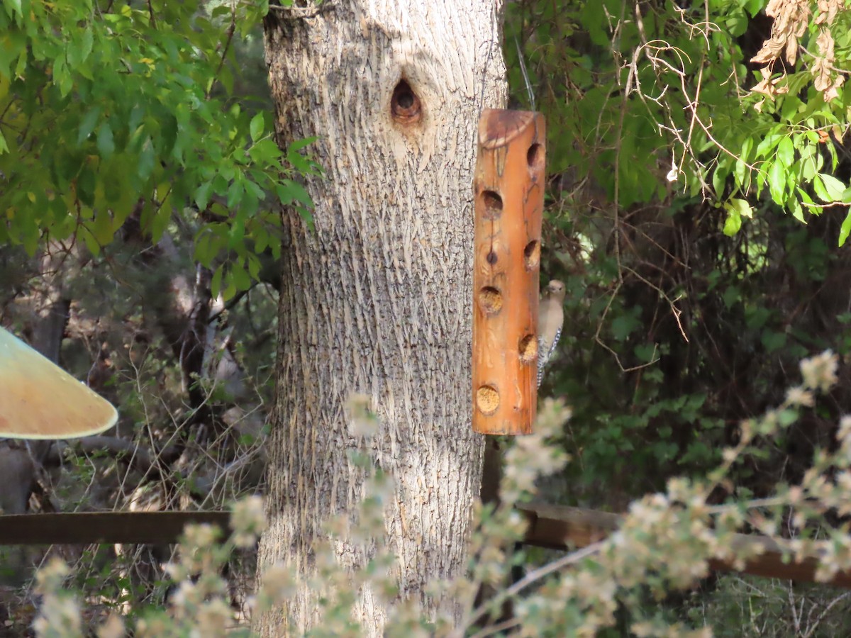 Gila Ağaçkakanı - ML646729868