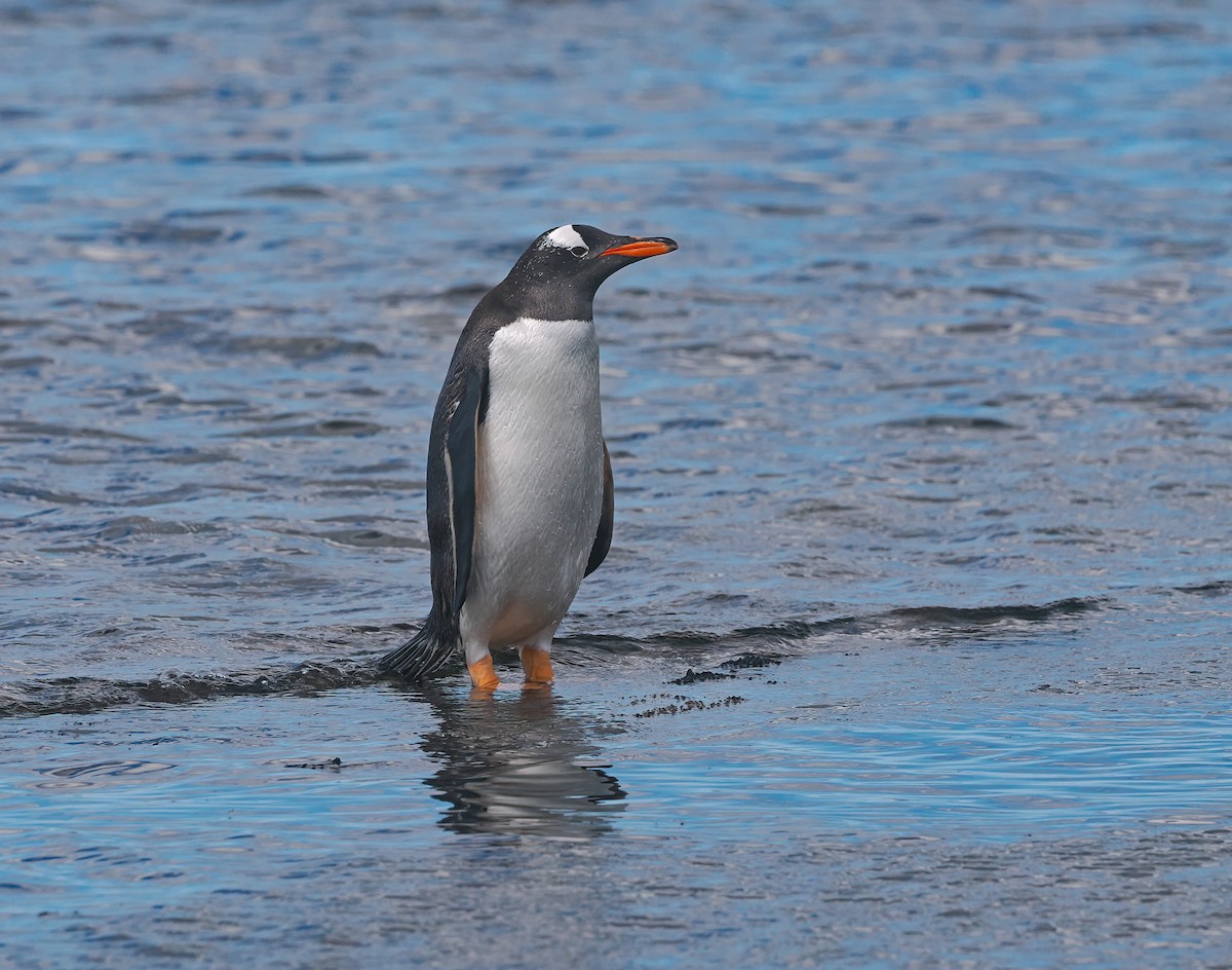 Gentoo Penguin - ML646729869