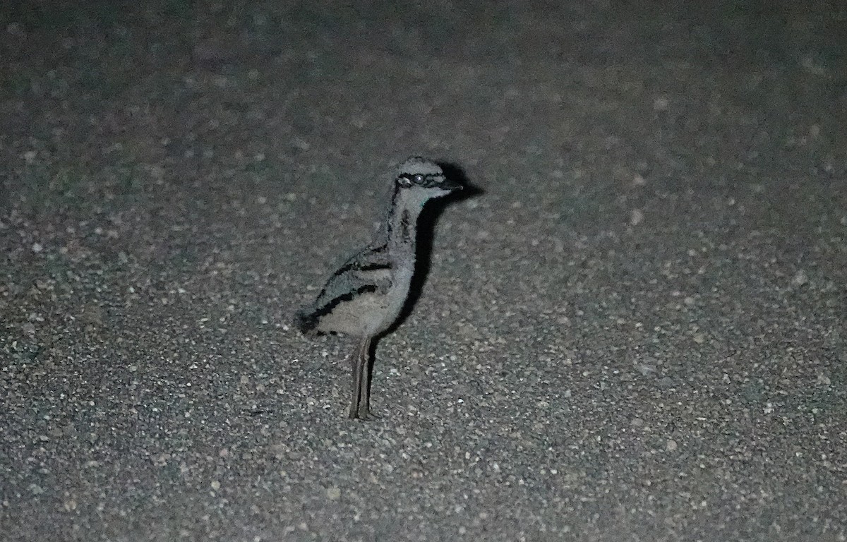 Uzun Kuyruklu Kocagöz - ML646729870